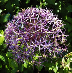 allium